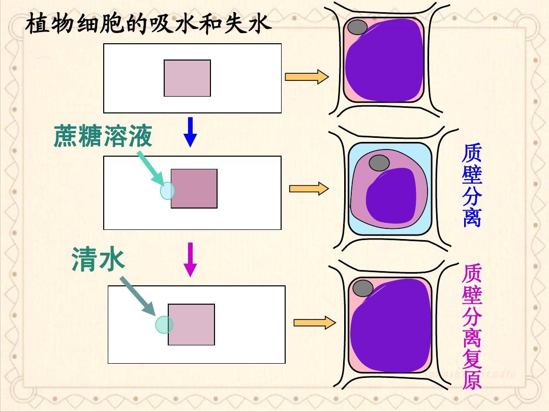 細(xì)胞膜流動(dòng)性表現(xiàn)在哪里_細(xì)胞膜流動(dòng)性_細(xì)胞膜流動(dòng)性是指