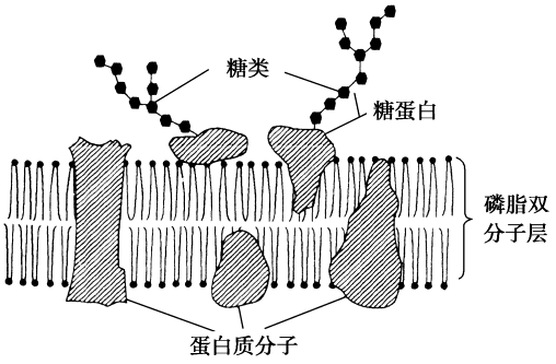 細胞器膜糖蛋白_細胞膜糖蛋白_細胞膜的糖蛋白是多糖嗎