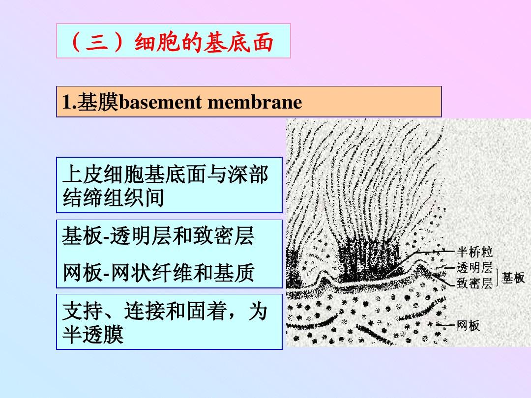細胞膜糖蛋白_細胞膜的糖蛋白是多糖嗎_細胞膜糖蛋白的三大功能