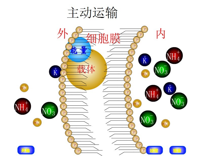 細(xì)胞器膜糖蛋白_細(xì)胞膜糖蛋白_細(xì)胞膜糖蛋白的三大功能