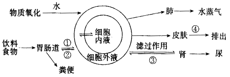 細(xì)胞膜穩(wěn)態(tài)劑_細(xì)胞膜穩(wěn)態(tài)劑的作用_細(xì)胞膜穩(wěn)定性