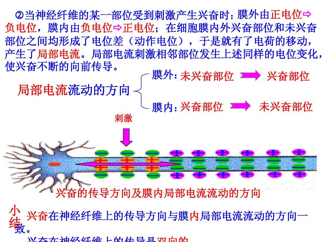 細胞膜內的負電位減小_細胞膜內負電位向減小的方向變化稱為_細胞膜內電位負值減小稱為