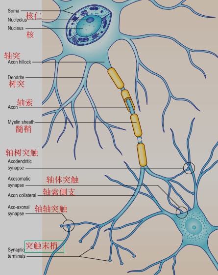 細胞膜內負電位向減小的方向變化稱為_膜內負電位減小稱為_細胞膜內的負電位減小