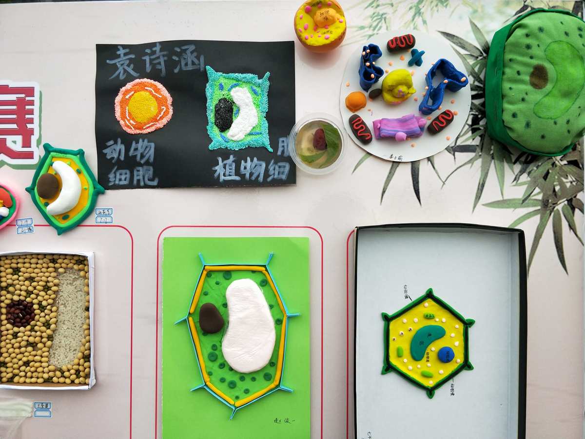 腎小球內(nèi)皮細(xì)胞和系膜細(xì)胞圖片_細(xì)胞膜圖片_人的口腔黏膜細(xì)胞圖片