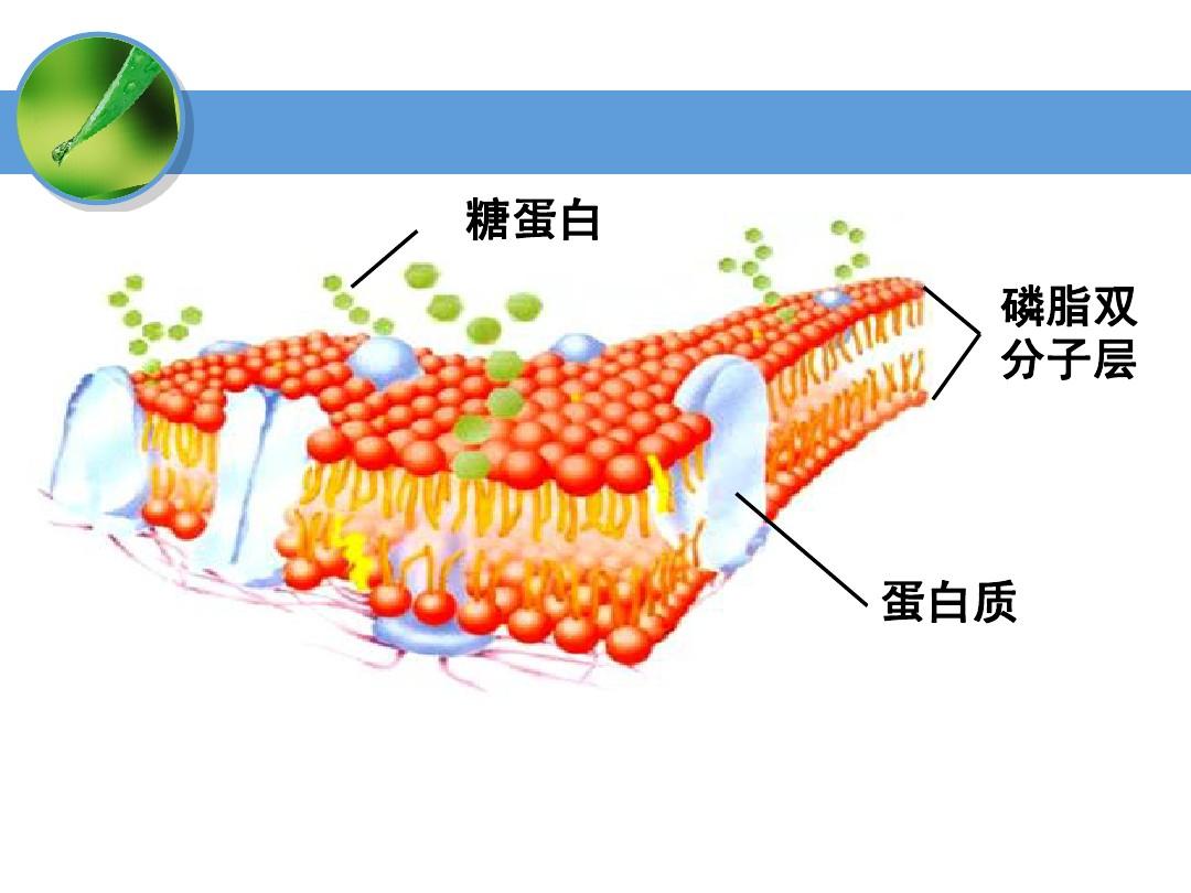 構(gòu)成細(xì)胞膜結(jié)構(gòu)_細(xì)胞膜結(jié)構(gòu)畫圖_細(xì)胞膜結(jié)構(gòu)圖