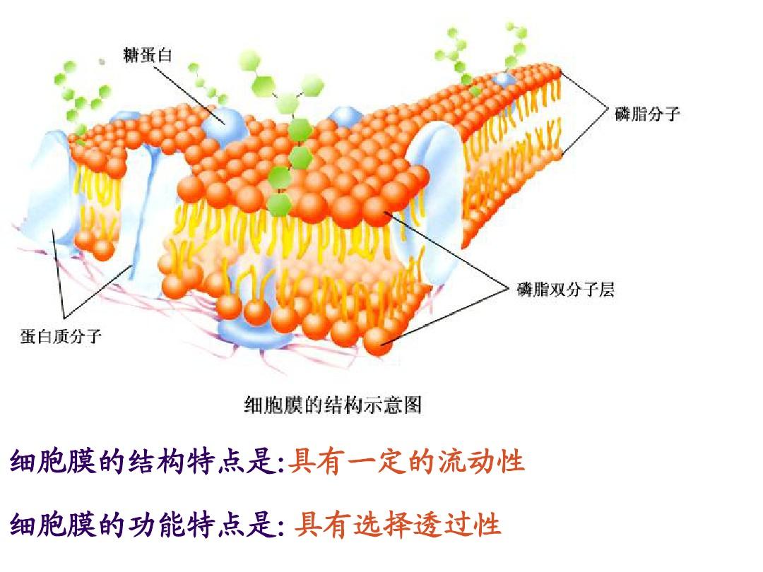 細胞器膜糖蛋白_糖蛋白是細胞膜的主要成分_細胞膜糖蛋白