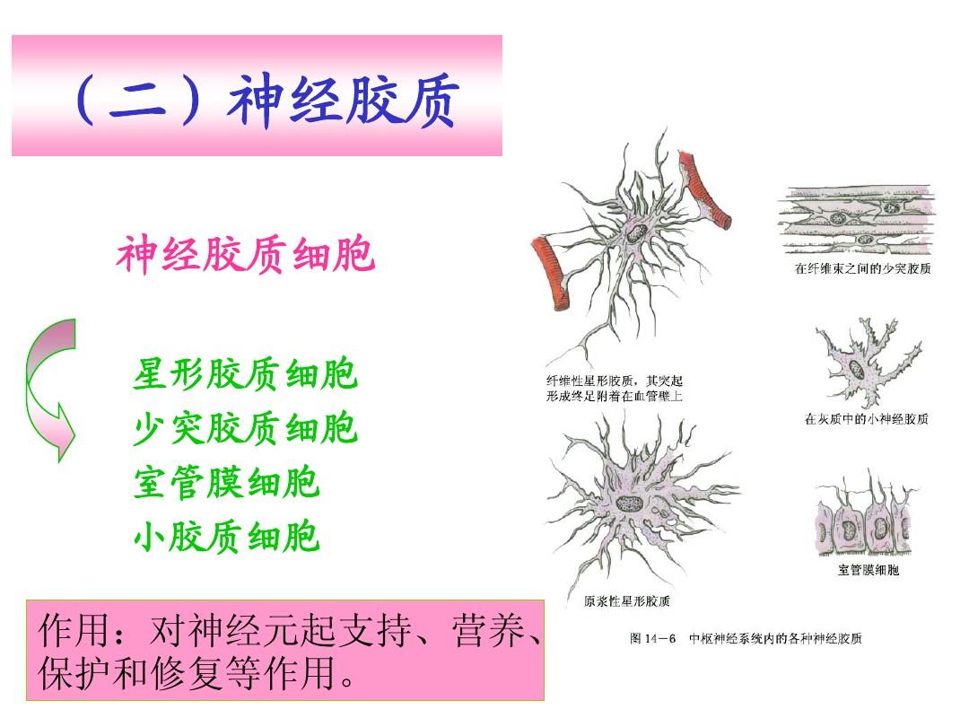 細胞的膜電位_細胞膜電位_細胞膜電位的形成機制