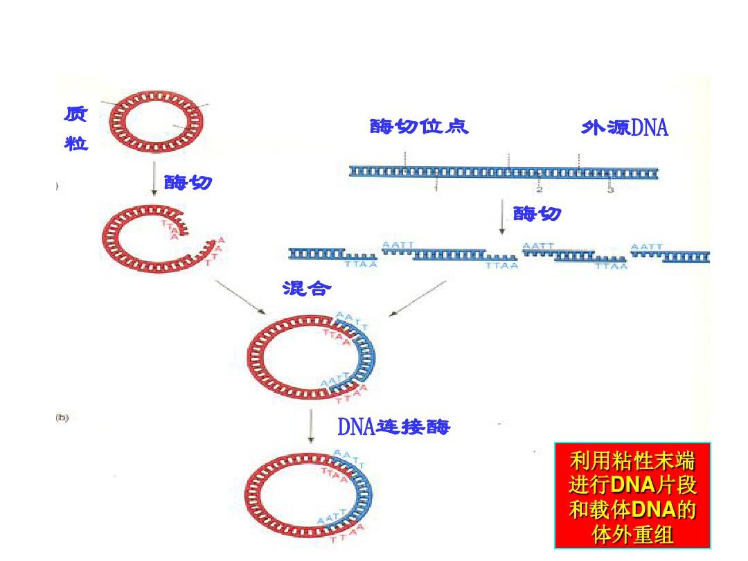 細胞膜流動性名詞解釋_細胞膜流動性表現在哪里_細胞膜流動性