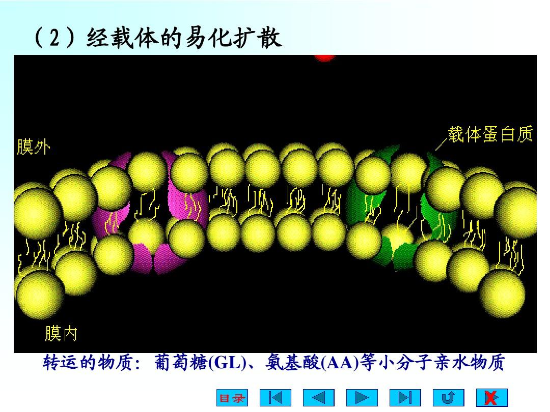 膜抗原的作用_細(xì)胞膜抗原_膜抗原是什么