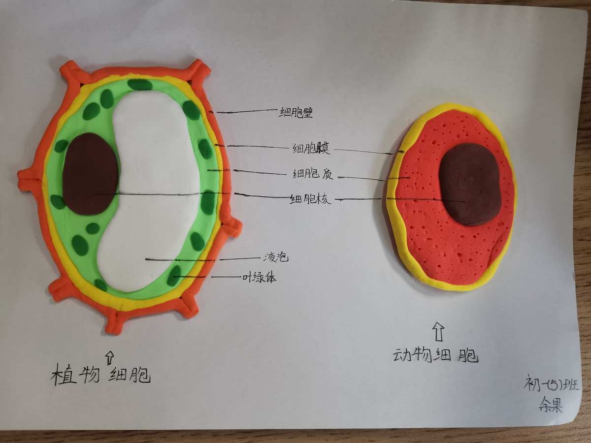 細(xì)胞膜模型制作_細(xì)胞膜模型手工_如何制作細(xì)胞膜模型