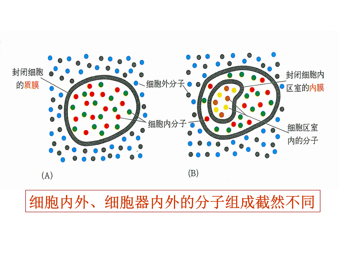 細胞膜水性通道_細胞膜水通道_細胞膜通道的三種狀態