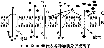 細胞膜流動性名詞解釋_細胞膜流動性_細胞膜流動性定義