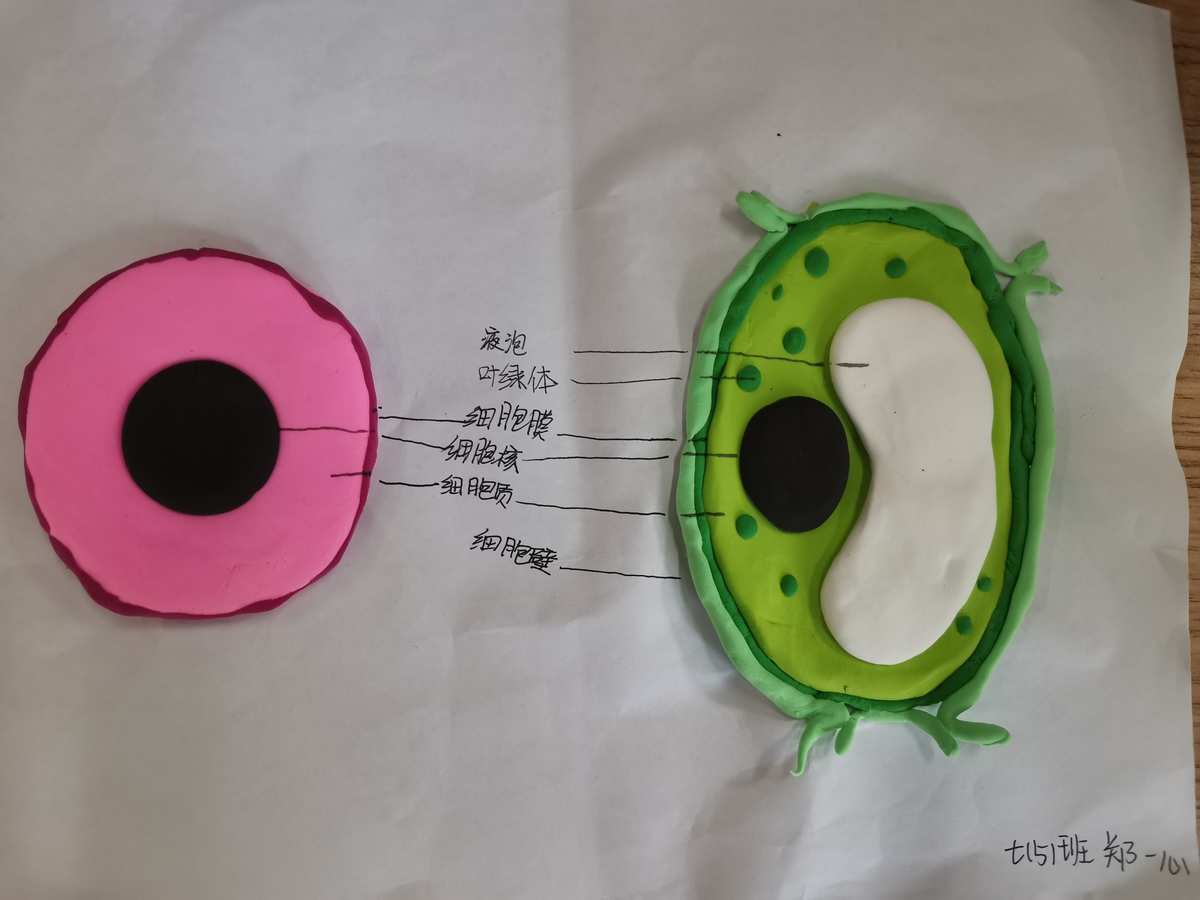 如何制作細(xì)胞膜模型_細(xì)胞膜模型制作方法_細(xì)胞膜模型制作