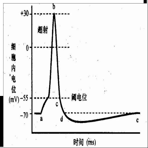 細胞膜電位的形成機制_細胞膜電位變化過程_細胞膜電位