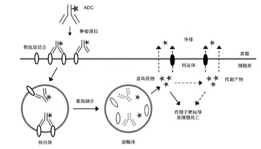 細胞膜結構圖_細胞膜結構畫圖_構成細胞膜結構