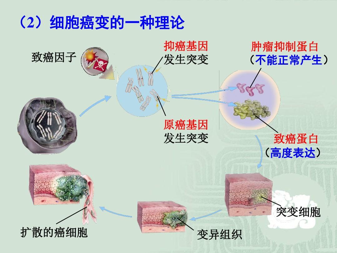 細胞膜抗原功能_細胞膜抗原_細胞膜抗原分化檢測結果分析