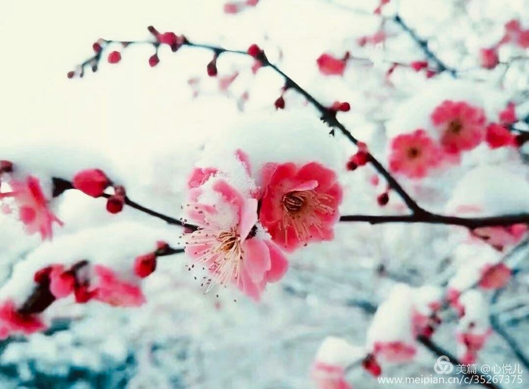 雪花飛舞的意思_雪花飛舞意思是什么_雪花飛舞意思和造句