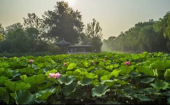 北京清華大學