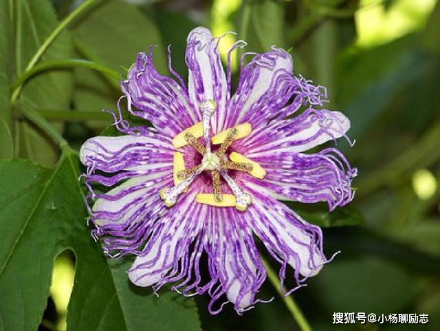 布朗運動是什么運動