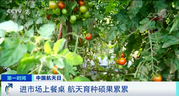 毛細現象