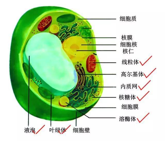 硫的相對原子質(zhì)量