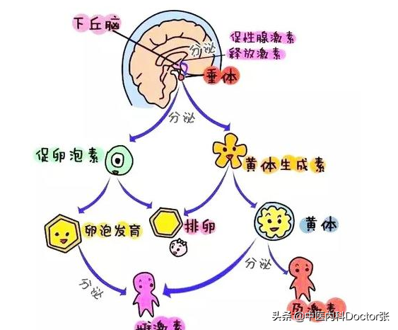 什么是ml