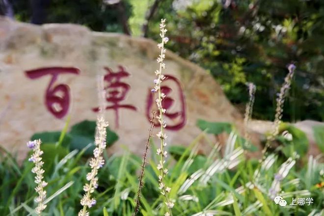 上海中學競賽課程物理