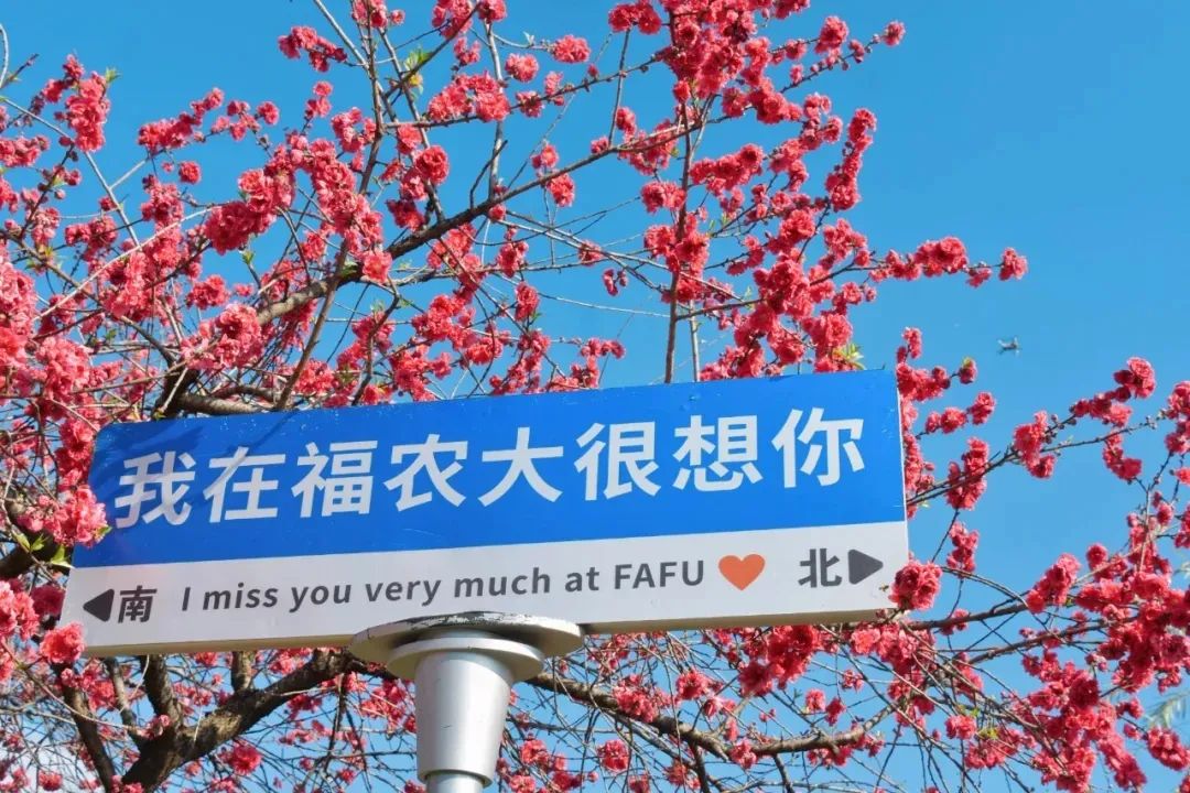 2024年福建高考分數線
