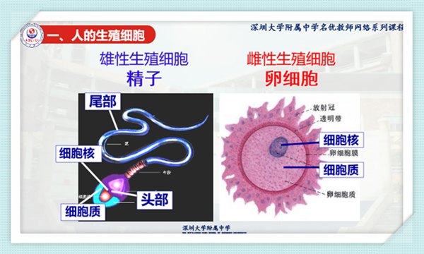 高中物理公開課