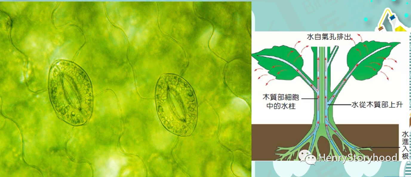 毛細(xì)管現(xiàn)象