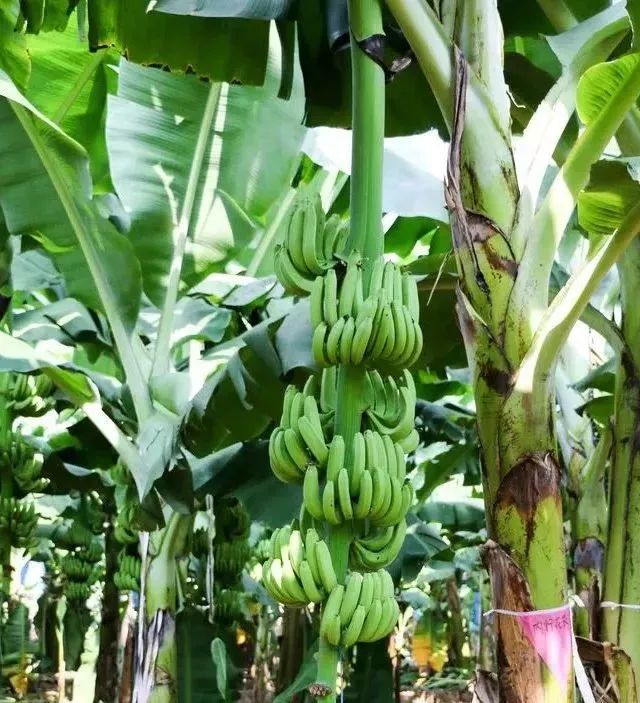 big什么意思