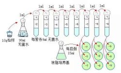 ml是什么