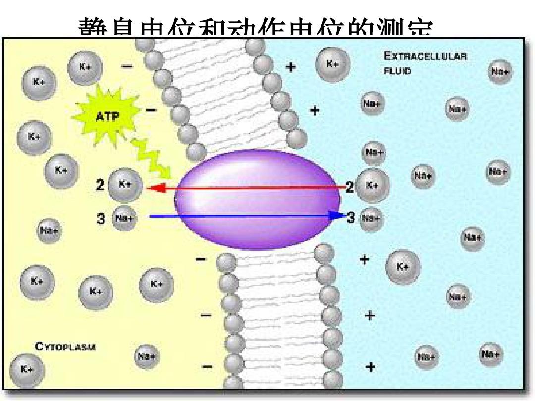 電流表指針偏轉(zhuǎn)與電流方向
