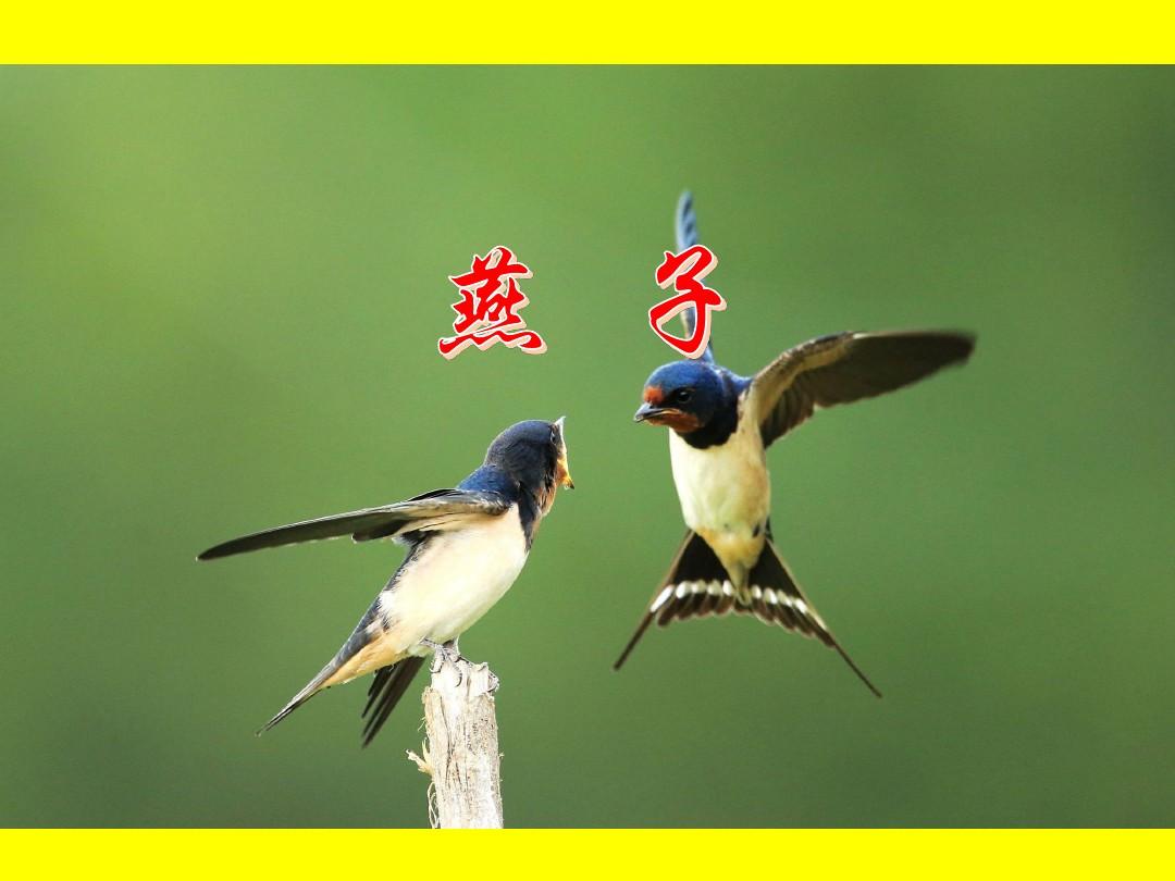 杠桿初中物理視頻