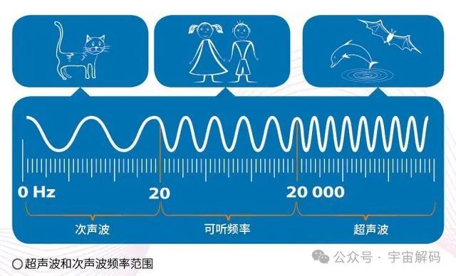 初中物理蝙蝠