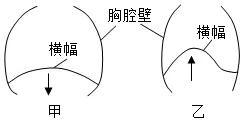 初中物理蝙蝠
