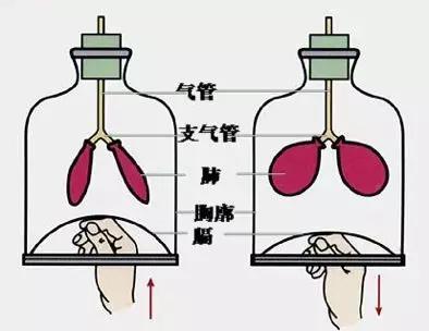 初中物理蝙蝠