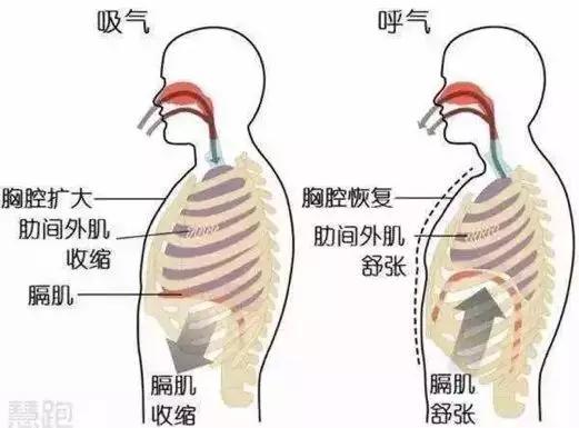 初中物理蝙蝠