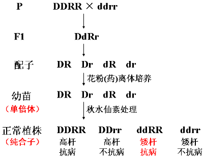高中物理必修二生物