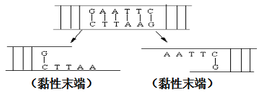 高中物理必修二生物