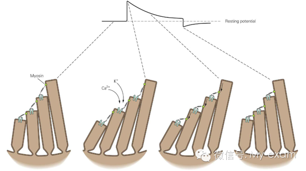機械波和電磁波的區別