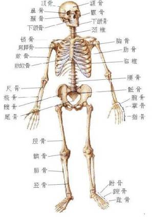 高中物理學科知識與教學能力