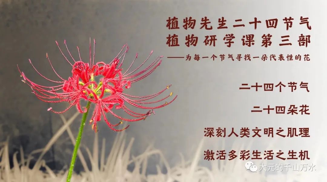 揭秘神秘之花彼岸花：從鮮為人知到網紅爆款