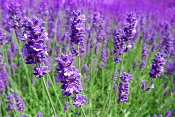 初中物理光學微課視頻 惠州 3 位老師用一技之長為生態惠州添彩，傳遞綠水青山就是金山銀山理念